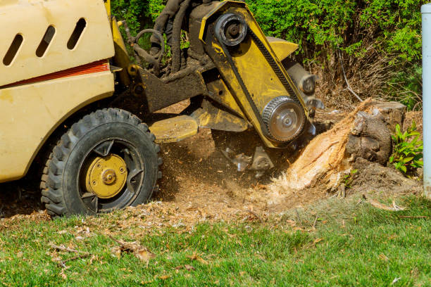 Best Commercial Tree Services  in Centralia, WA